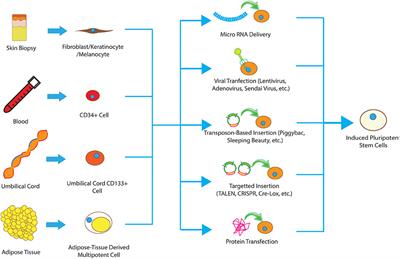 Induced Pluripotent Stem Cells for Traumatic Spinal Cord Injury